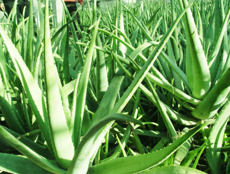 Sell High Quality Aloe Vero Gel Spray Dried Powder(200:1)