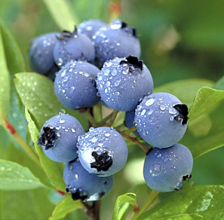 Bilberry Extract/ Bilberry/ Anthocyanin