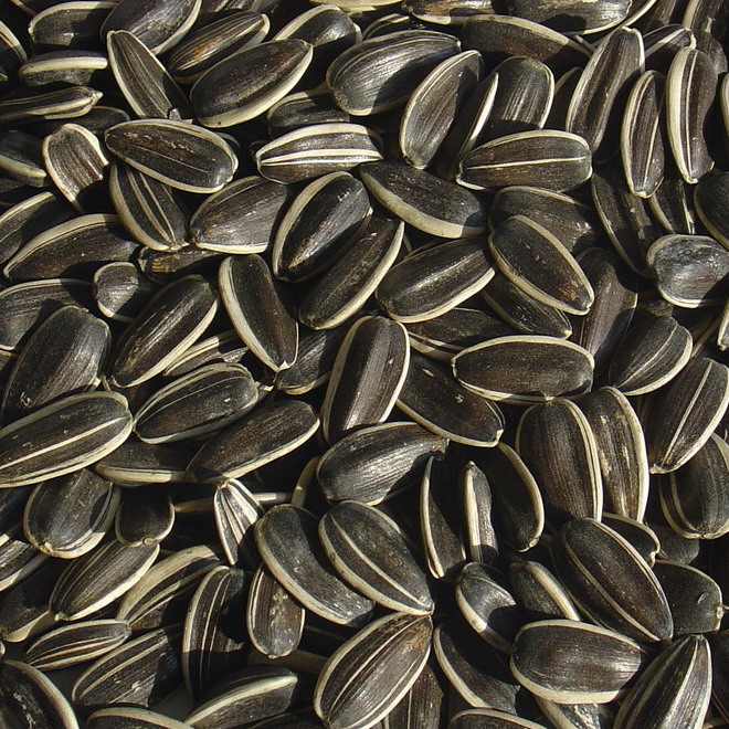 sunflower seeds