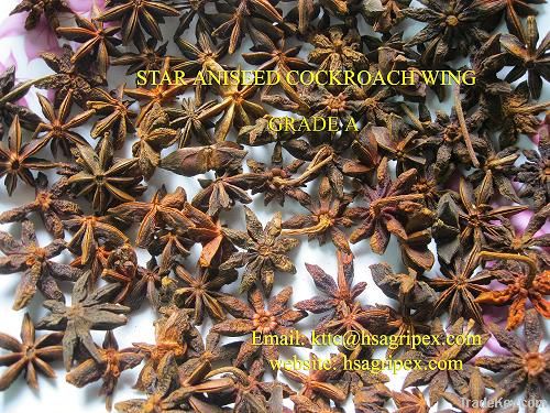 offer star aniseed cockroach wing