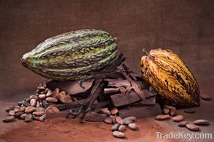 Cocoa Beans