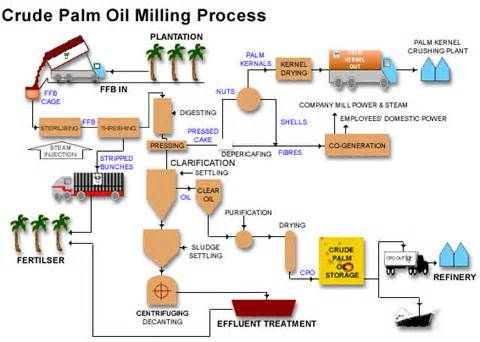 Palm Oil