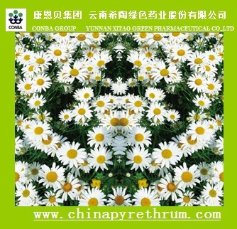 offer natural pyrethrum refined extract
