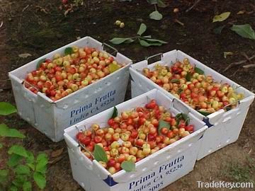 vegetable boxes