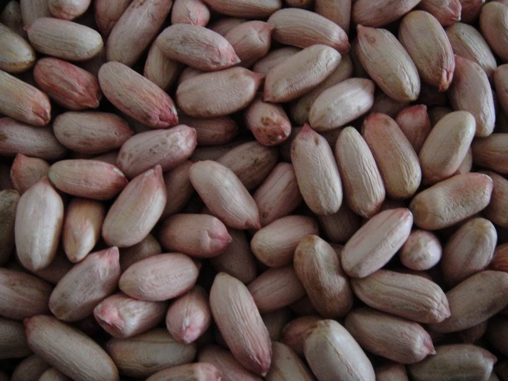 Peanut kernel