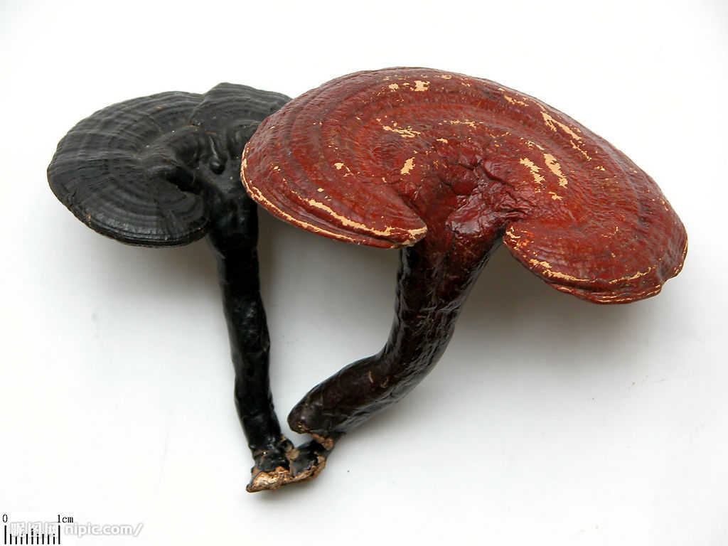 Reishi Mushroom PE