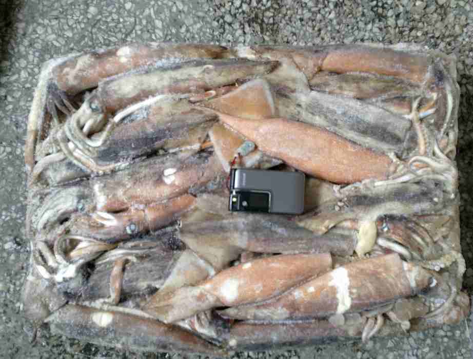 Common Japanese Squid