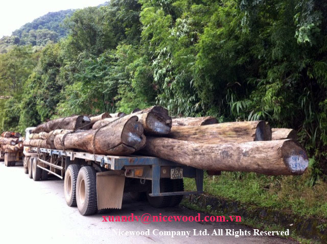 Laos Rosewood log