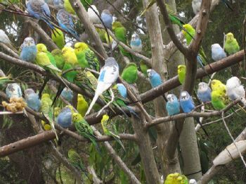 Budgri Australian Bird Budgribar