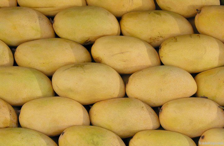 Sindhri Mango Pakistani Mango