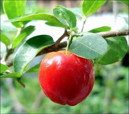 Acerola Juice Powder