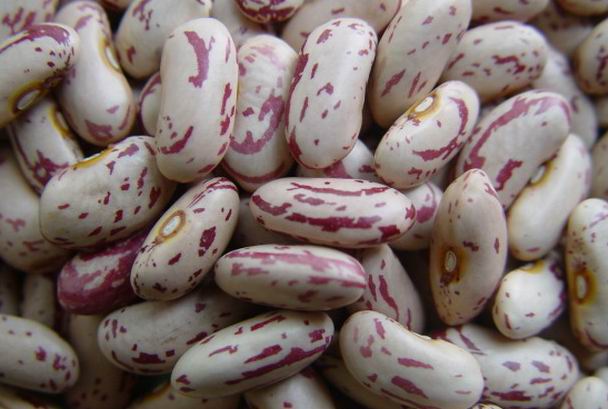 Chinese light speckled kidney beans long shape 2010 new crop