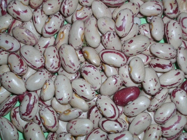 Chinese light speckled kidney beans round shape American type
