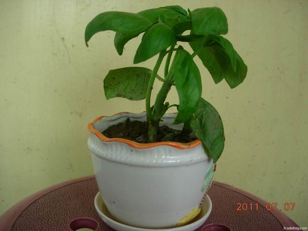 sweet basil potting plant