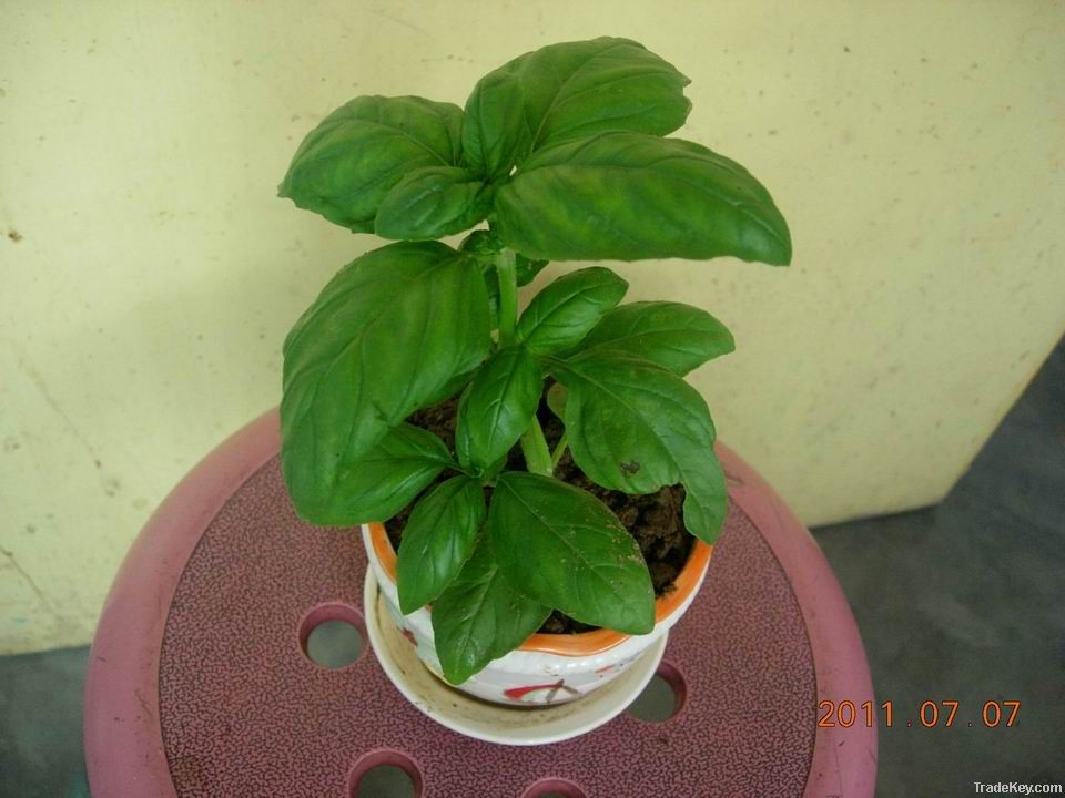 sweet basil potting plant