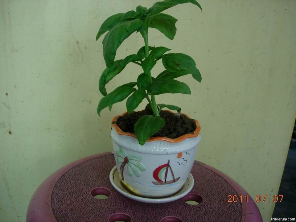 sweet basil potting plant
