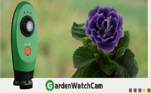Garden Watchcam