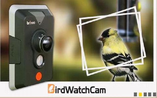 Bird Watchcam