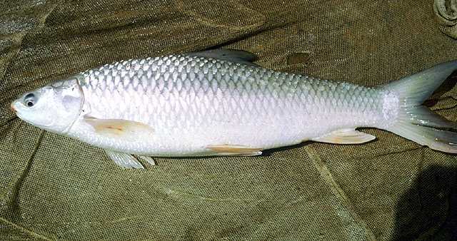 Mirgal (Mrigal) Fish Belly, Back Gutted