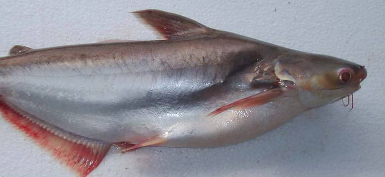 Pangush Fish