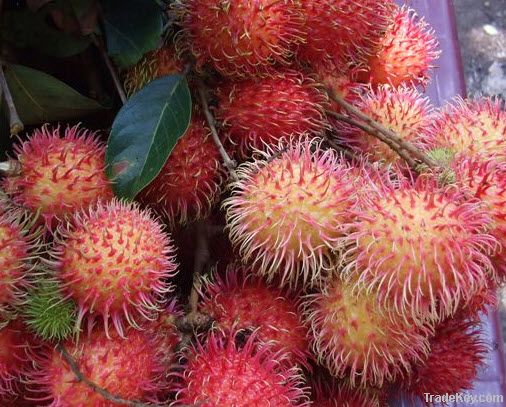 Rambutan