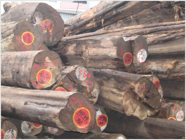 Burma Teak Logs