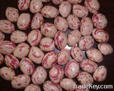 light speckled kidney bean xinjiang origin