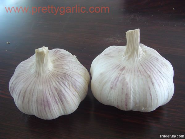 normal/regular white garlic