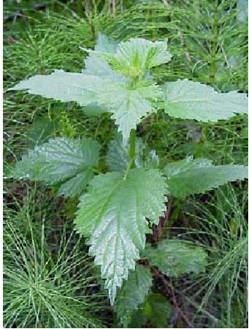 Nettle Leaves