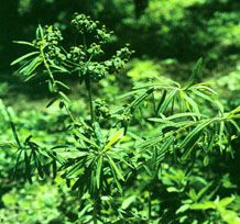 Peking Euphorbia Root Extract