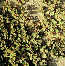 Creeping Euphorbia Extract