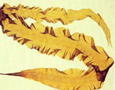 Kelp or Tangle Extract