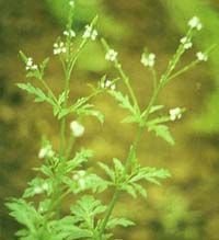 European Verbena Herb Extract