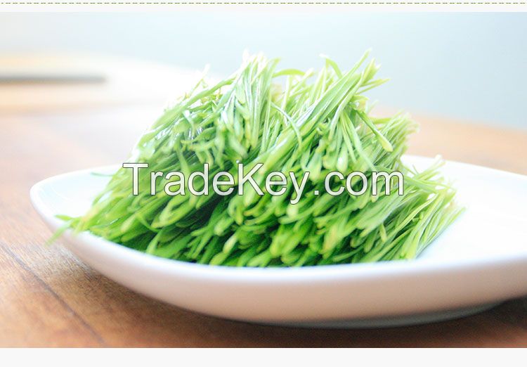 Barley Grass  Extract