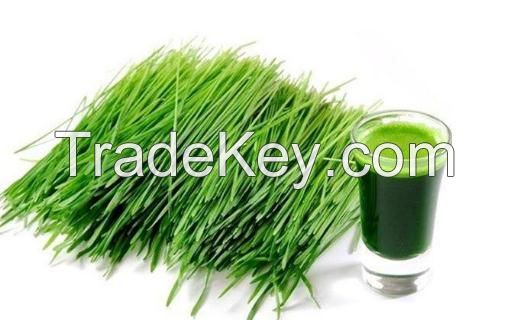 Barley Grass  Extract