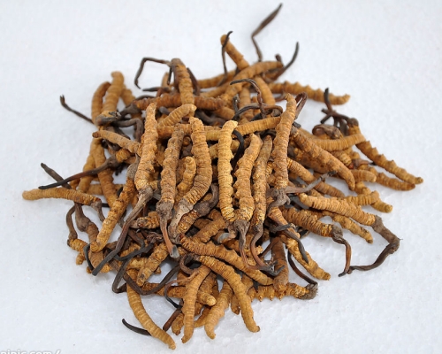 Natural Cordyceps Sinensis!