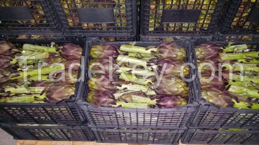 Fresh Violet Artichoke