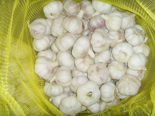 لہسن normal white garlic