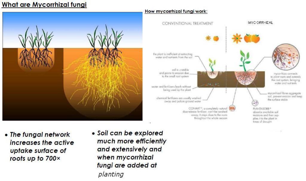 Mycorrhyzal fungi