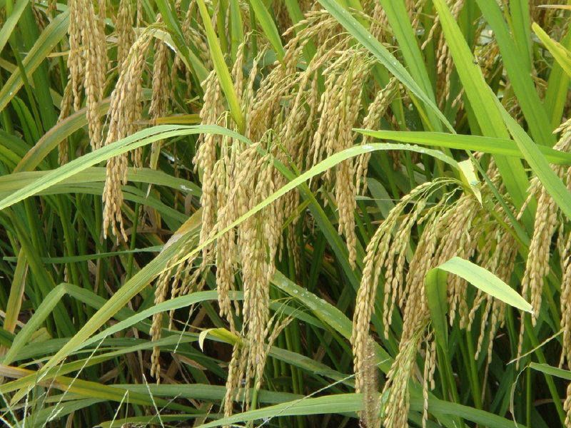 Sell Rice Seed - DNR188