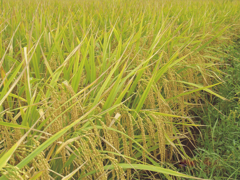 Sell Rice Seed - ORGR 838