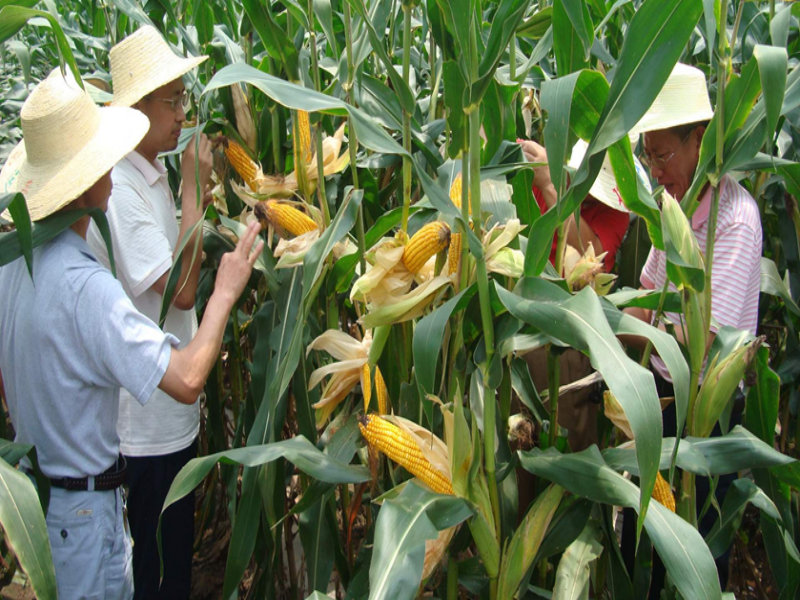 Sell Corn Seed - ChengDan 30