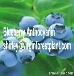 Blueberry Extract (Shirley at virginforestplant dot com)