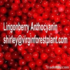 Lingonberry Anthocyanin(Shirley at virginforestplant dot com)