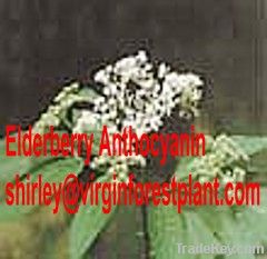 Elderberry Anthocyanin (Shirley at virginforestplant dot com)