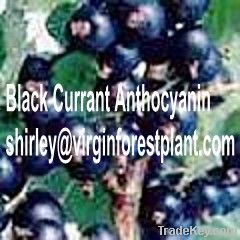 Black Currant Anthocyanin (Shirley at virginforestplant dot com)