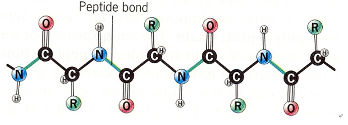 polypeptide