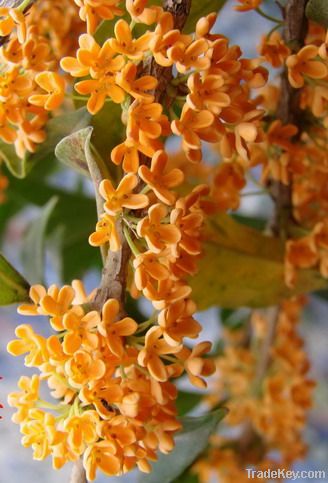 Osmanthus fragrans flower water hydrolsol hydrolat