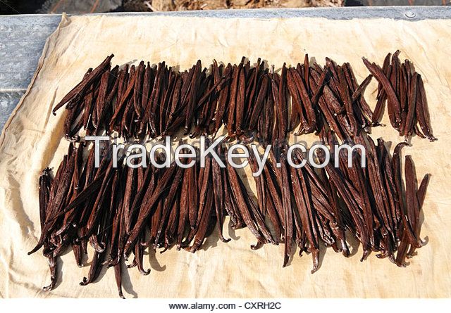 Ugandan Vanilla Beans, Vanilla Planifolia