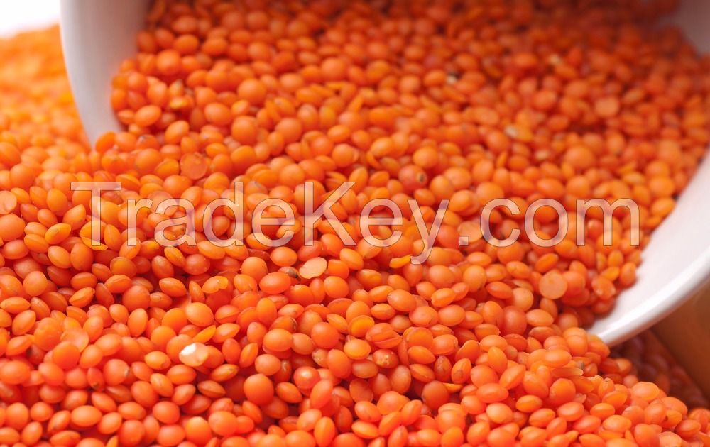 Red Lentil